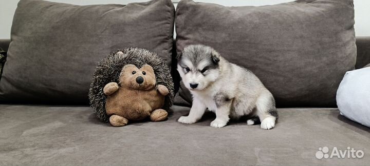Собаки щенки