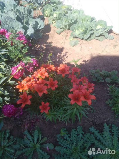 Многолетние цветы