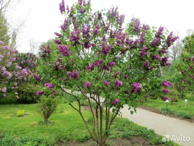 Сирень разных сортов на штамбе и без