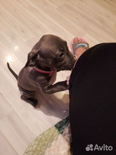 Собака питбуль