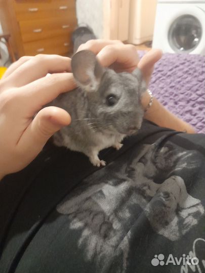 Шилла с клеткой