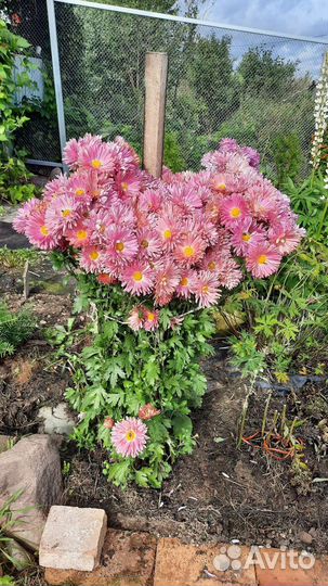 Хризантема