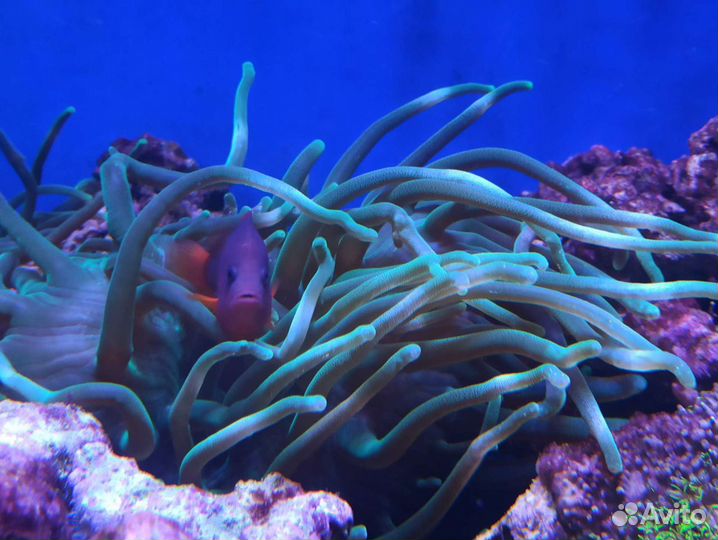 Актиния магнифика пепельно зелёная ультра Грин Xl