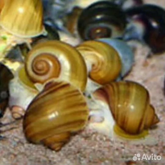 Ампулярии Голубые, Черничные улитки санитары