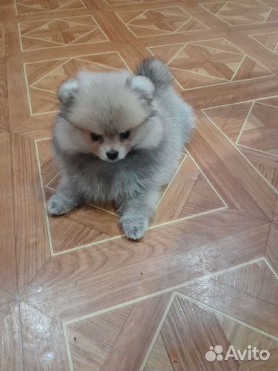 Немецкий Шпиц девочка