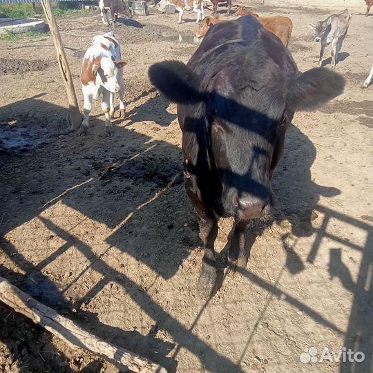 Тёлки и бычок