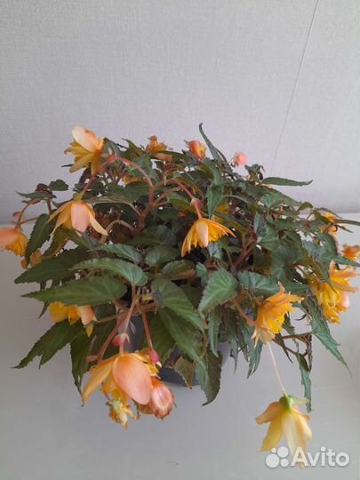 Бегония беллекония Манго