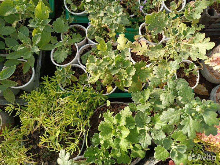 Хризантемы мультифлора