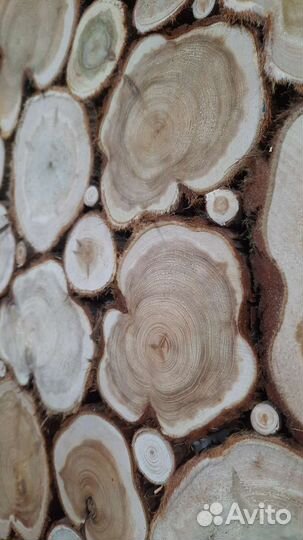 Можжевельник