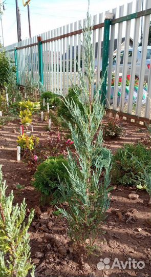 Укорененные черенки туя, можжевельник