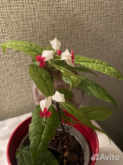 Клеродендрум томпсон