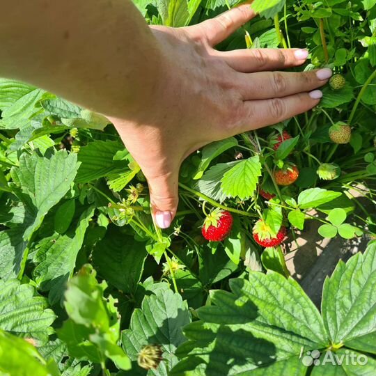 Рассада клубники