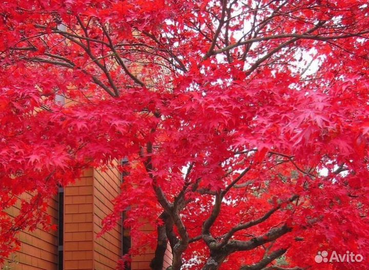 Клен канадский