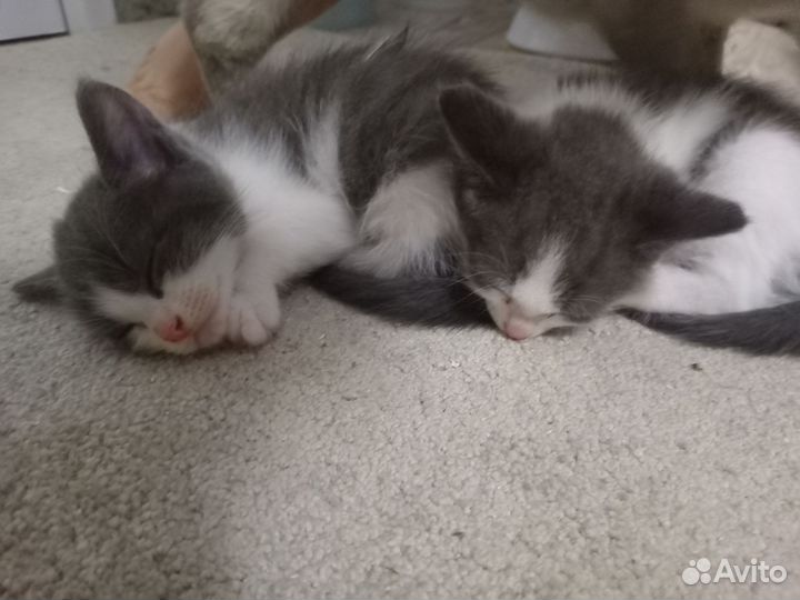 Котята