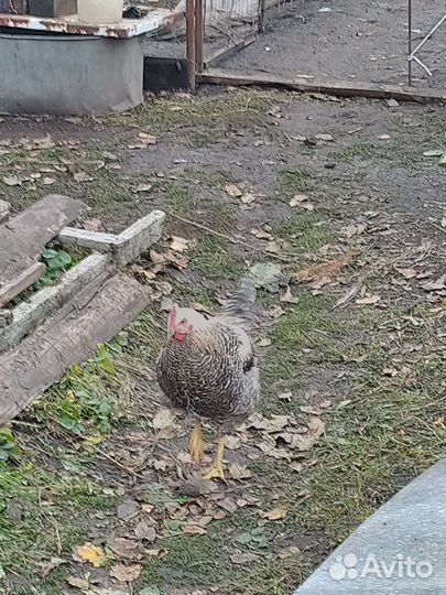 Молодые петухи