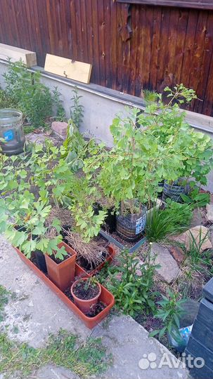 Гинкго двулопастный. Деревья (20 штук). 6 лет