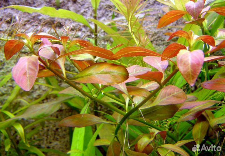 Растения для аквариума