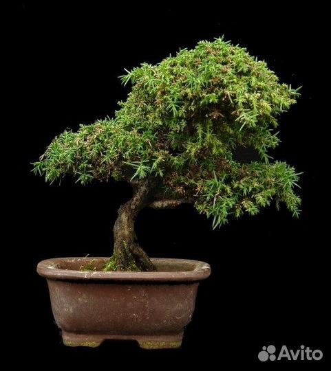 Криптомерия японская разные виды, семена