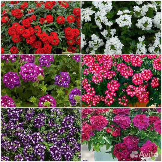 Петуния вегетативная ампельная