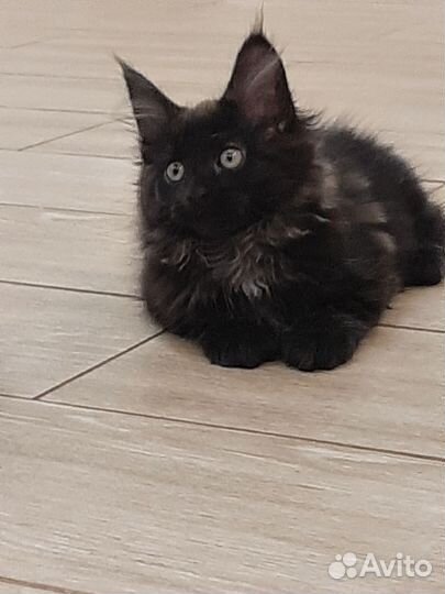 Котята мейн-кун