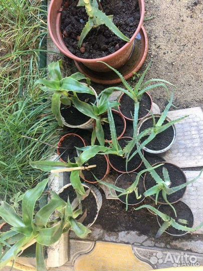 Золотой ус, алоэ, каланхое- лекарственные растения