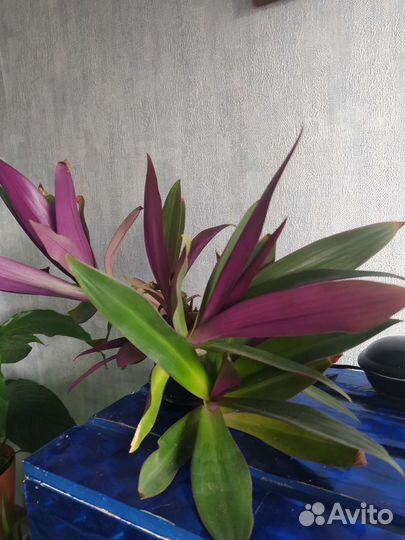 Цветы комнатные