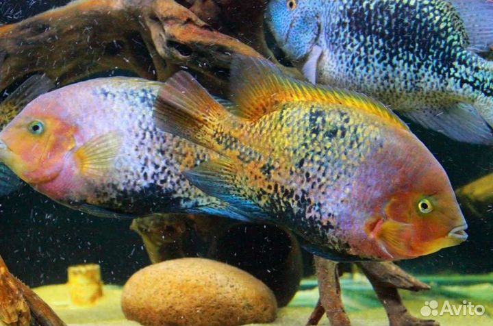 Цихлазома Вьеха Радужная (Vieja synspilum)