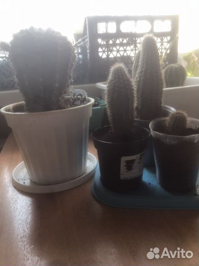 Кактус детки