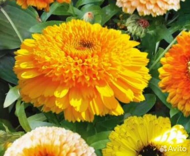 Семена Календула Каблуна микс