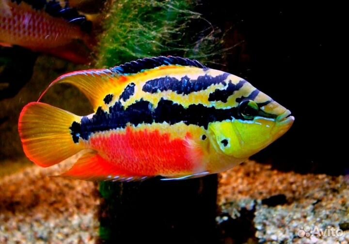 Аквариумные рыбки