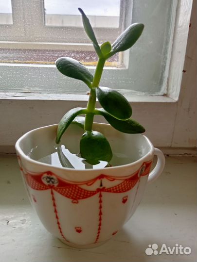 Денежное дерево толстянка