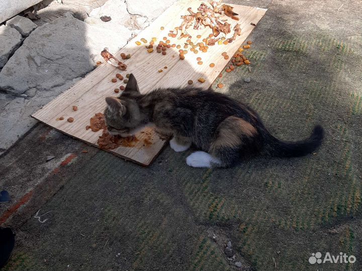 Кошка в дар