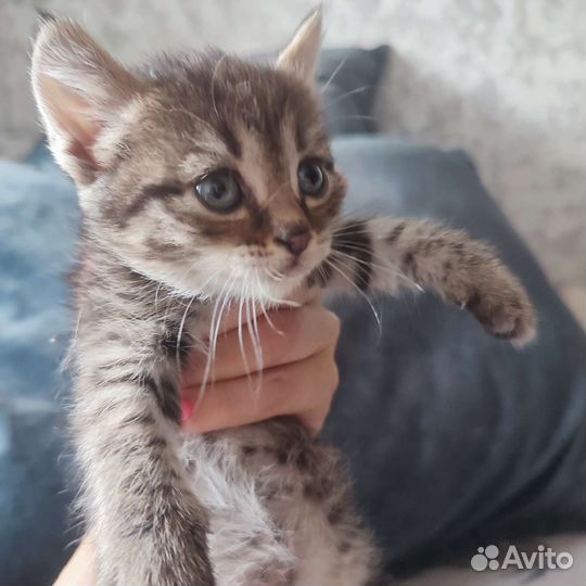 Кошки