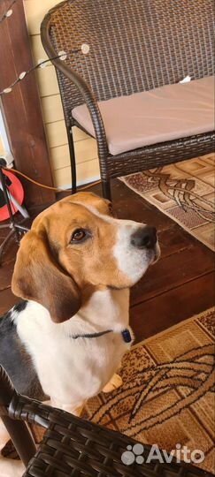 Кобель Бигль триколор