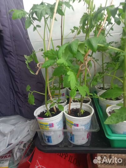 Рассада томатов и перцев