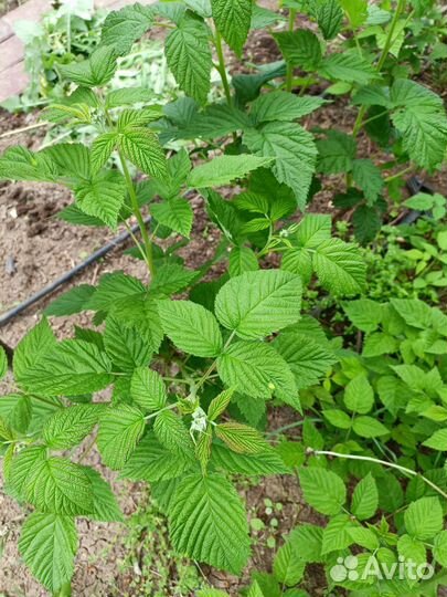 Саженцы ремонтантной малины и малинового дерева