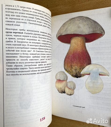 Винтажные иллюстрации специй и пряностей в книге