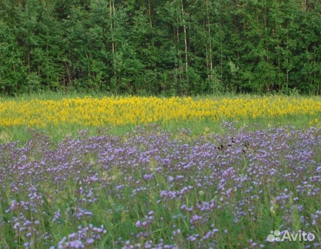 Мед 24 года Алтайский опт