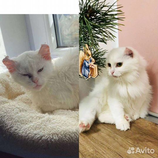 Кошка в хорошие руки