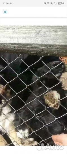 Собака дворняжка щенок