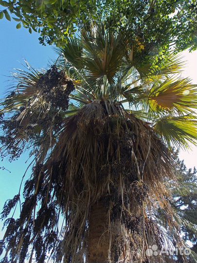 Вашингтония Нитчатая, семена