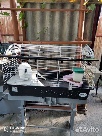 Декоративный кролик Джонник бесплатно