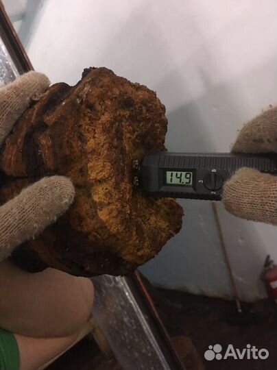 Гриб Чага Берёзовая с Алтая