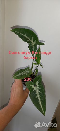 Сингониумы сортовые