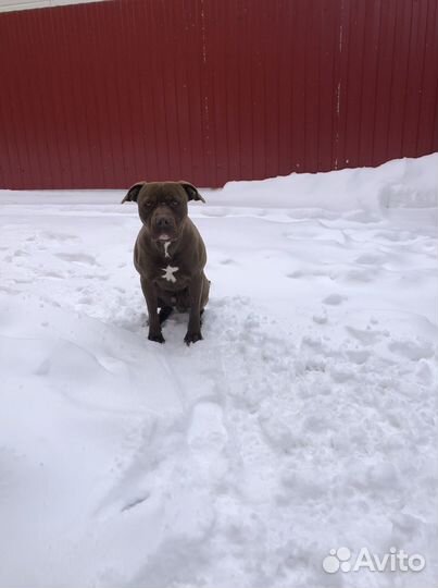 Питбультерьер