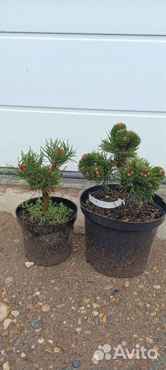 Сосна горная 3 (читайте описание)