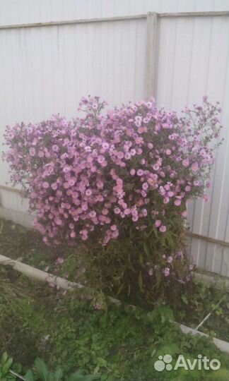 Многолетние цветы