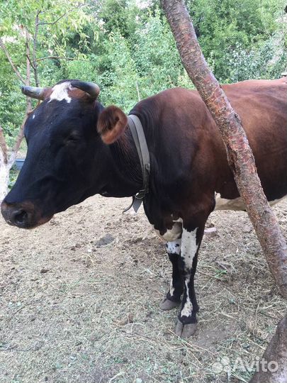 Корова высокоудойная