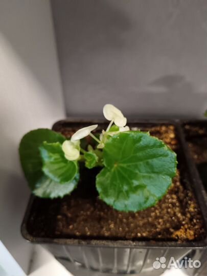 Бегония вечноцветущая