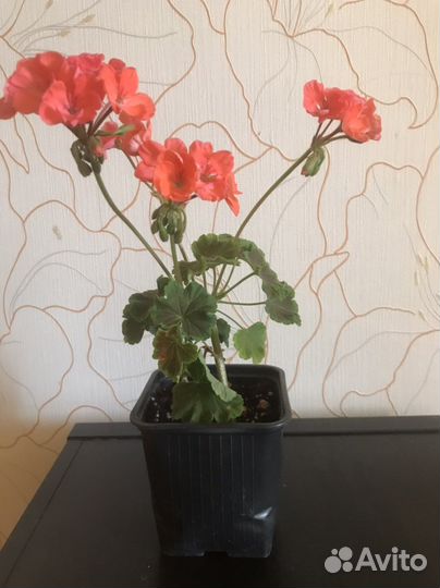 Пеларгония герань зональная, королевская